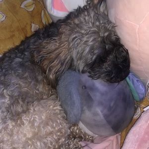 Meet your Posher, Andie